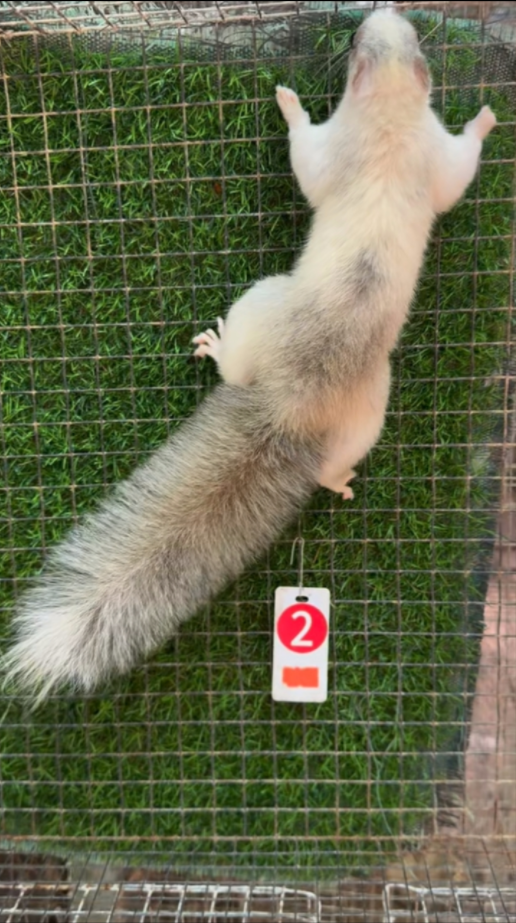 图片[46]-红腹松鼠17种变异色特征介绍-易客萌宠官网