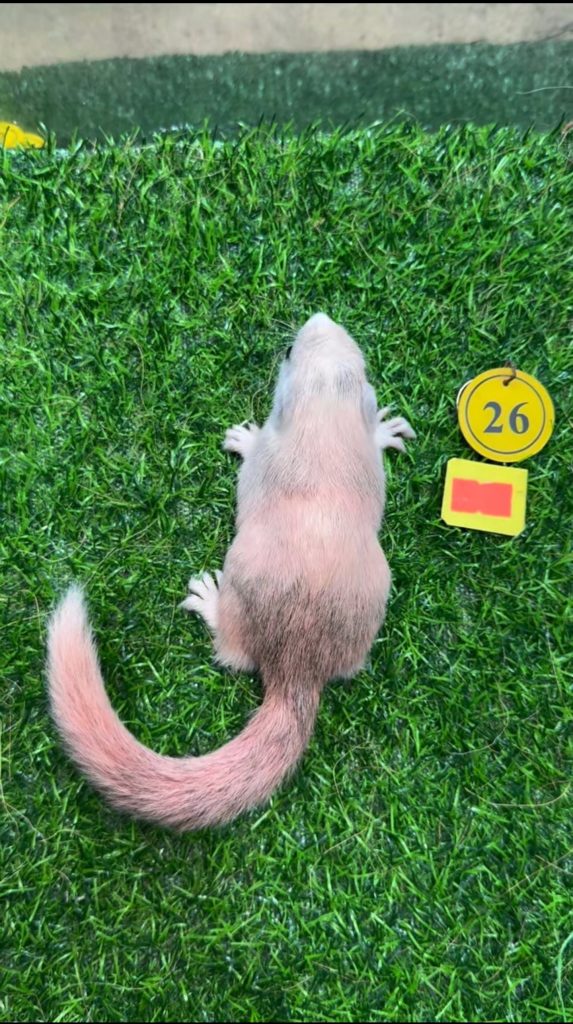 图片[43]-红腹松鼠17种变异色特征介绍-易客萌宠官网