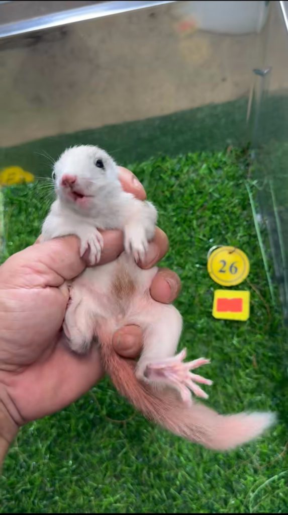 图片[45]-红腹松鼠17种变异色特征介绍-易客萌宠官网