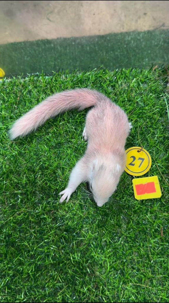 图片[44]-红腹松鼠17种变异色特征介绍-易客萌宠官网