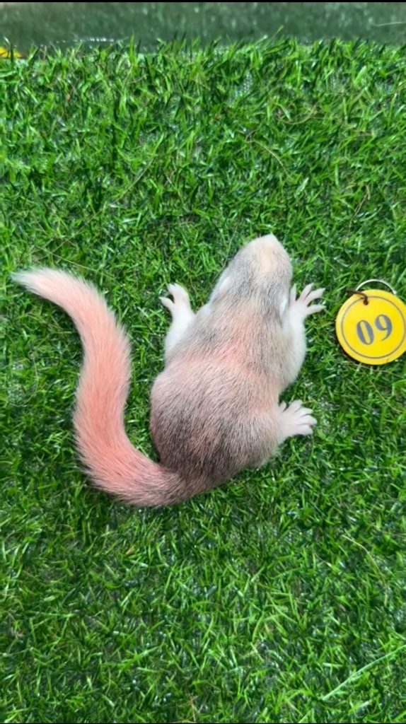 图片[39]-红腹松鼠17种变异色特征介绍-易客萌宠官网