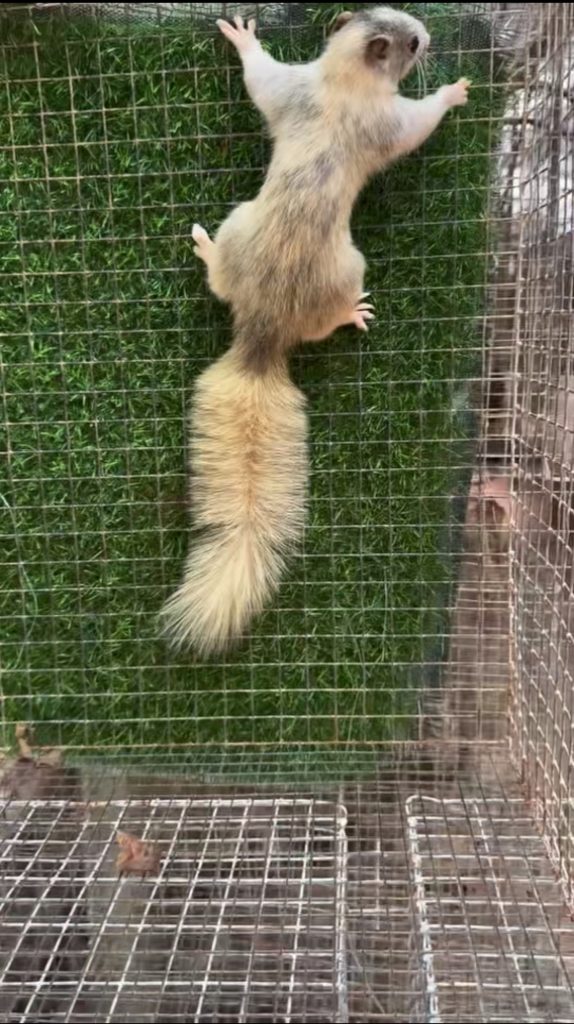 图片[42]-红腹松鼠17种变异色特征介绍-易客萌宠官网