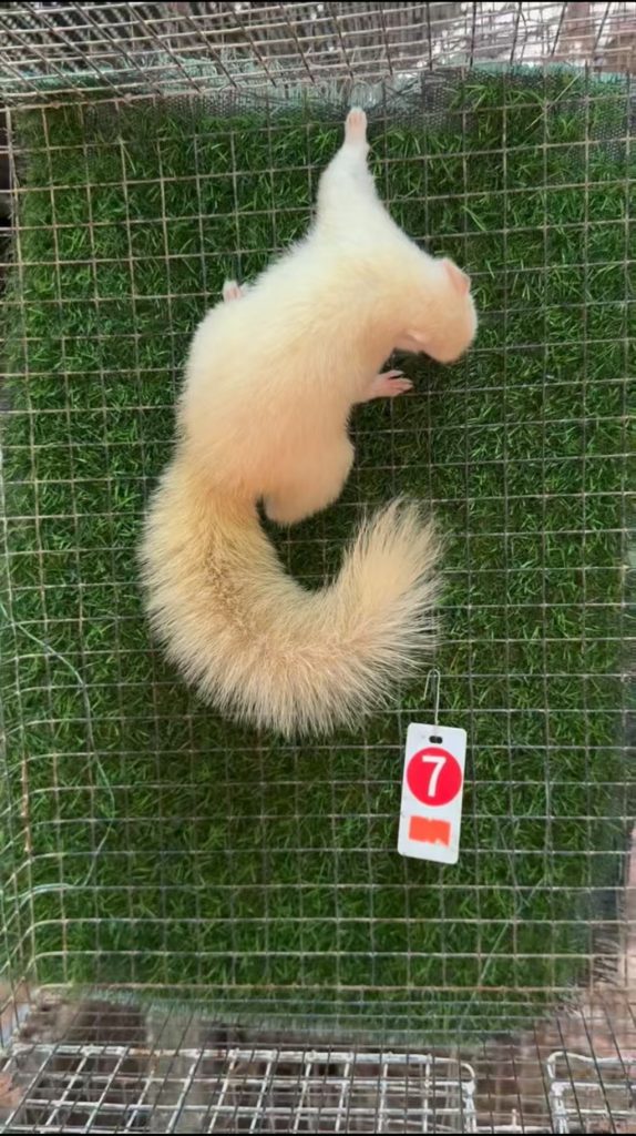 图片[64]-红腹松鼠17种变异色特征介绍-易客萌宠官网