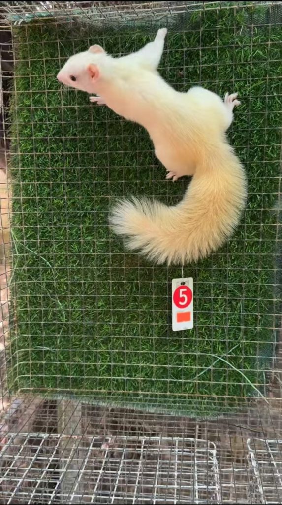 图片[65]-红腹松鼠17种变异色特征介绍-易客萌宠官网