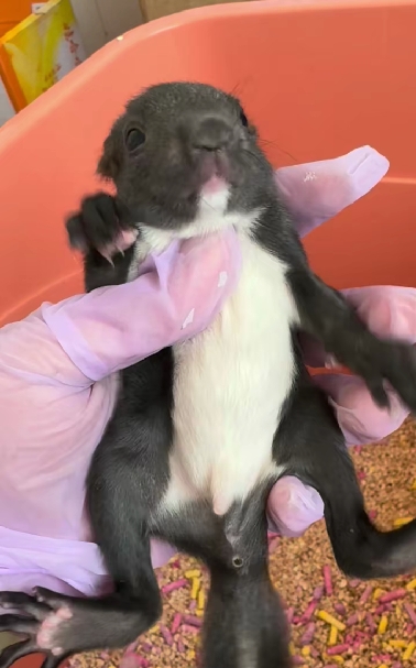 图片[13]-魔王松鼠20种颜色及天数叫法-易客萌宠官网