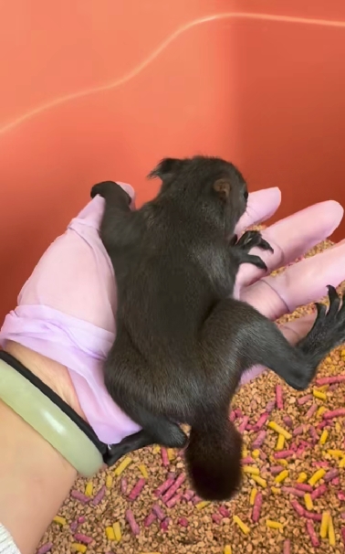 图片[14]-魔王松鼠20种颜色及天数叫法-易客萌宠官网