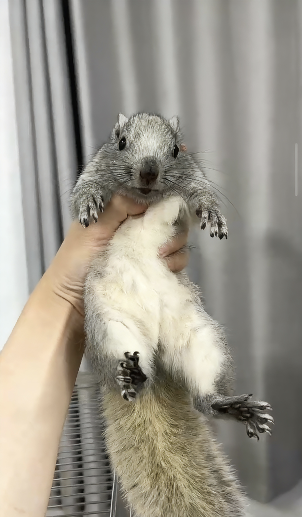 图片[28]-红腹松鼠17种变异色特征介绍-易客萌宠官网