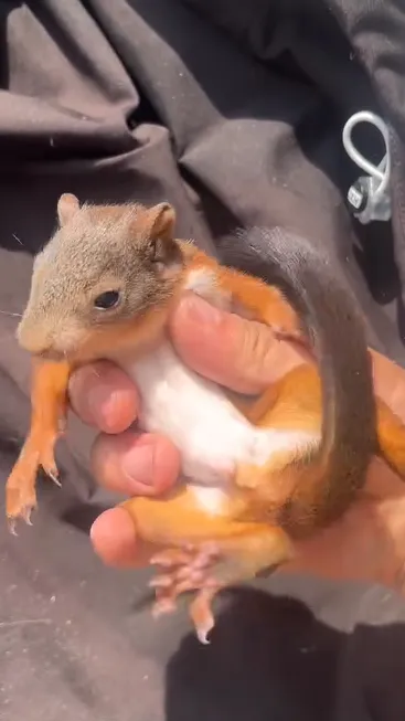 图片[19]-魔王松鼠20种颜色及天数叫法-易客萌宠官网