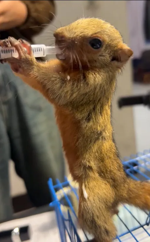 图片[15]-红腹松鼠17种变异色特征介绍-易客萌宠官网