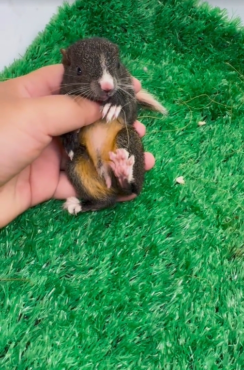 图片[31]-红腹松鼠17种变异色特征介绍-易客萌宠官网