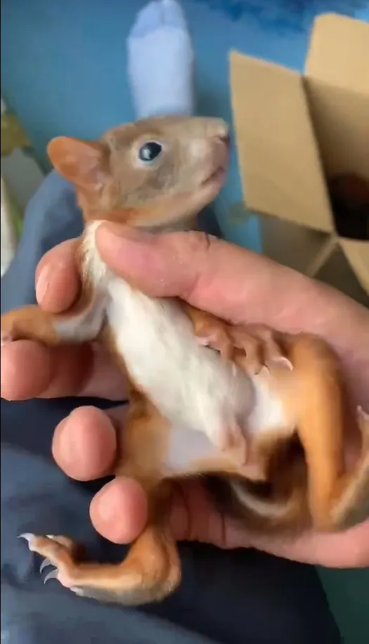 图片[23]-魔王松鼠20种颜色及天数叫法-易客萌宠官网