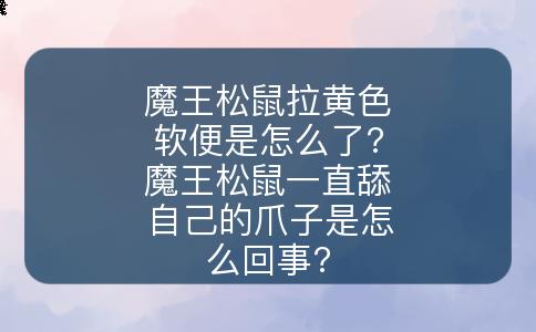 魔王松鼠饲养攻略第二篇-易客萌宠官网