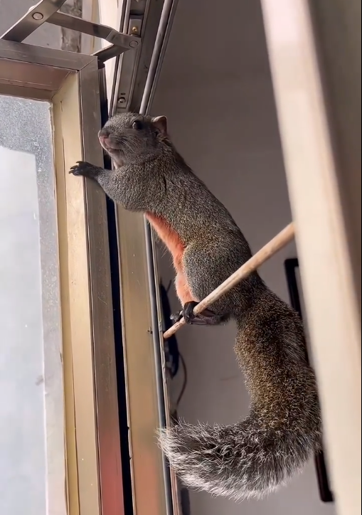 图片[6]-红腹松鼠17种变异色特征介绍-易客萌宠官网