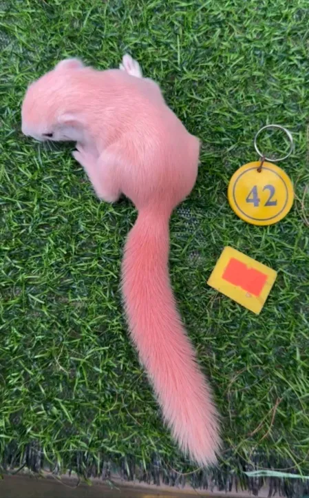 图片[61]-红腹松鼠17种变异色特征介绍-易客萌宠官网