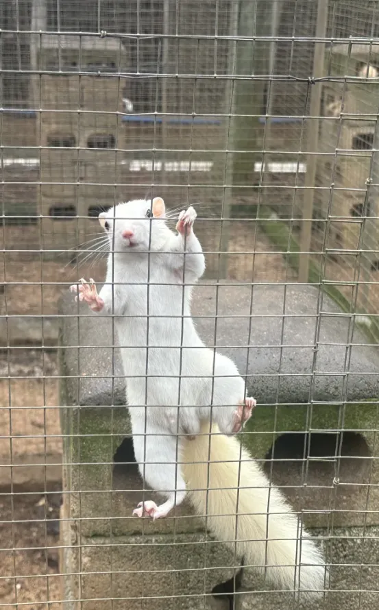 图片[70]-红腹松鼠17种变异色特征介绍-易客萌宠官网