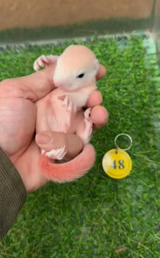 图片[56]-红腹松鼠17种变异色特征介绍-易客萌宠官网