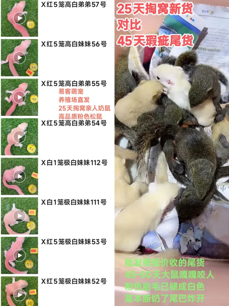 图片[2]-红腹松鼠26条购前声明「务必仔细阅读」-易客萌宠官网