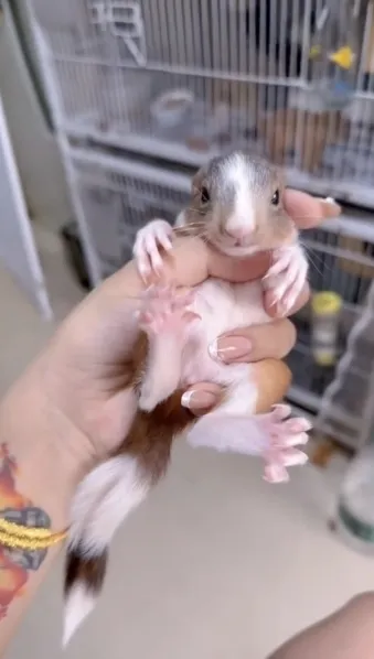 图片[41]-魔王松鼠20种颜色及天数叫法-易客萌宠官网