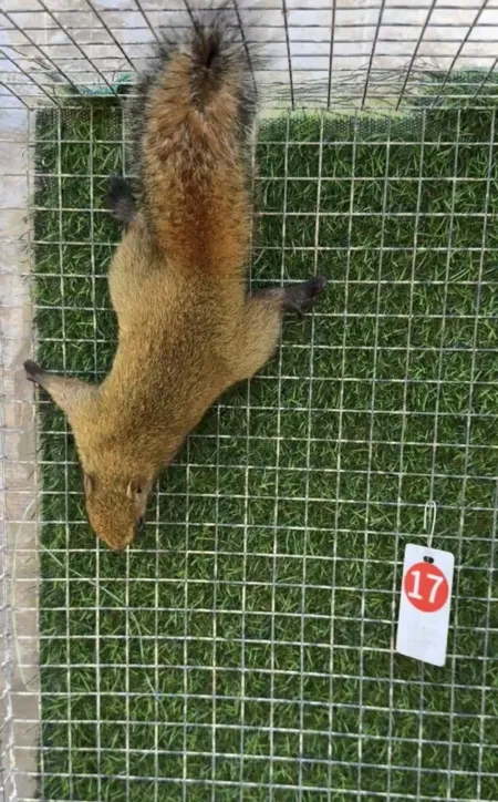 图片[16]-红腹松鼠17种变异色特征介绍-易客萌宠官网