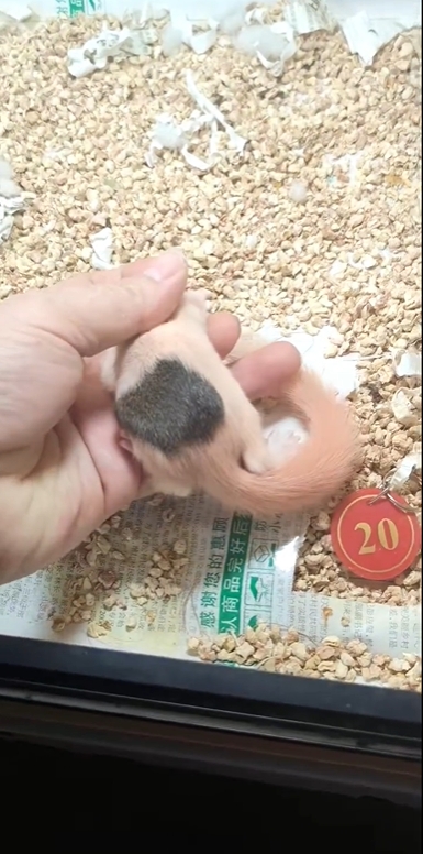 图片[36]-红腹松鼠17种变异色特征介绍-易客萌宠官网