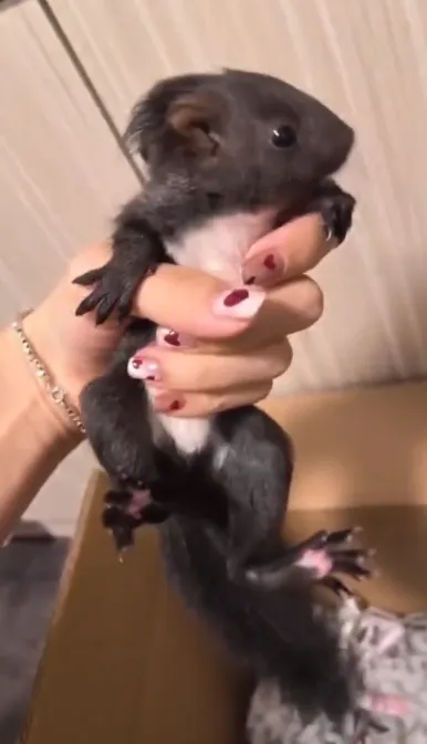 图片[15]-魔王松鼠20种颜色及天数叫法-易客萌宠官网