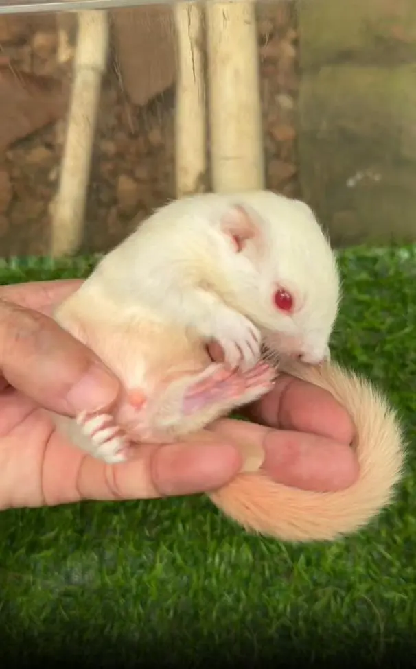 图片[72]-红腹松鼠17种变异色特征介绍-易客萌宠官网