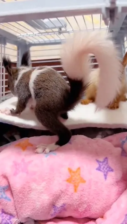 图片[34]-魔王松鼠20种颜色及天数叫法-易客萌宠官网