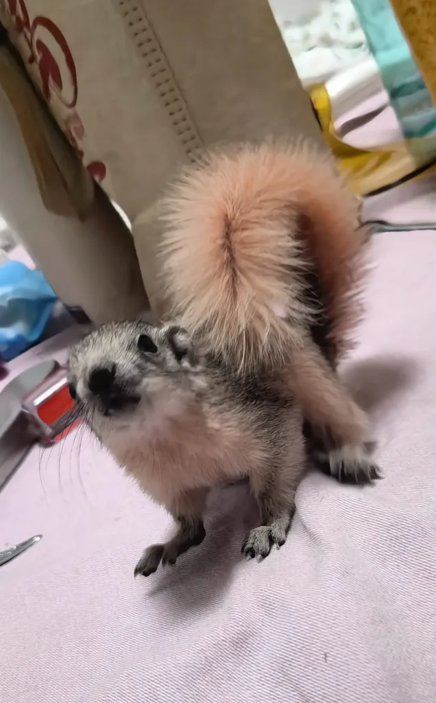 图片[26]-红腹松鼠17种变异色特征介绍-易客萌宠官网