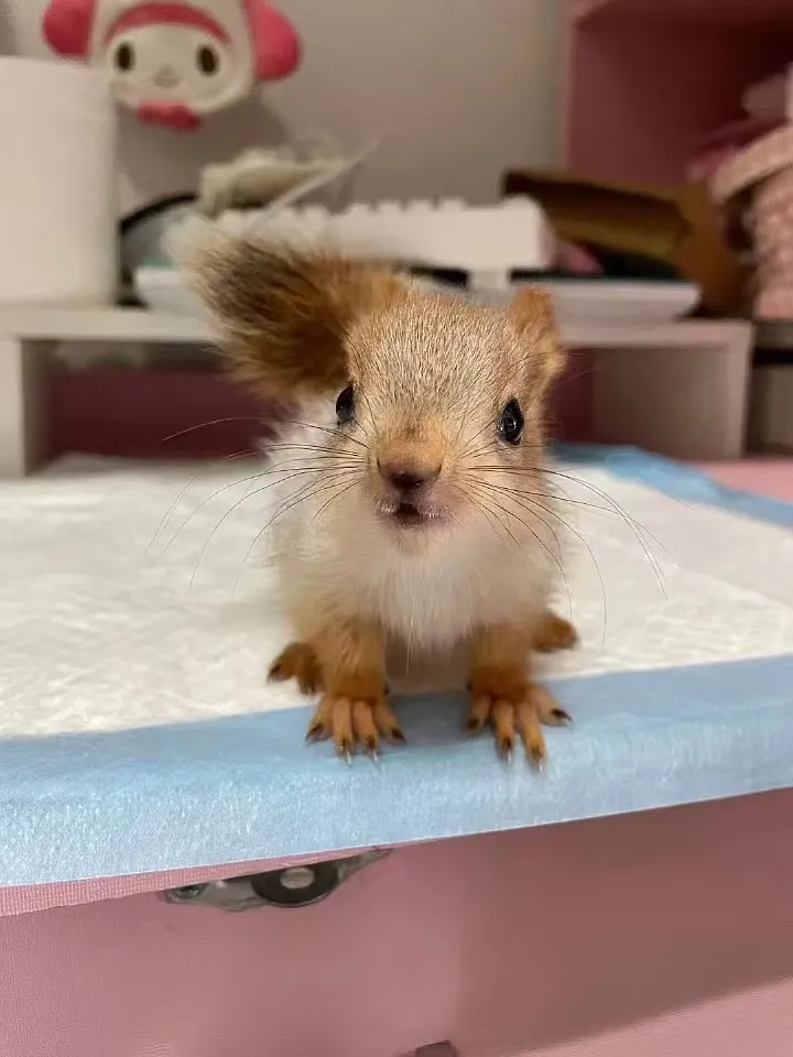 图片[1]-雪地松鼠3种颜色特征介绍-易客萌宠官网