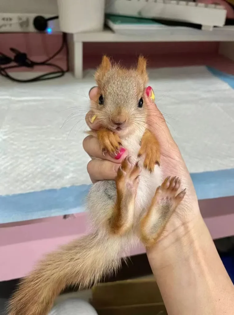 图片[3]-雪地松鼠3种颜色特征介绍-易客萌宠官网