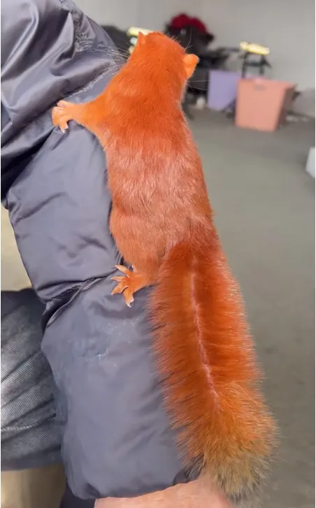 图片[79]-红腹松鼠17种变异色特征介绍-易客萌宠官网