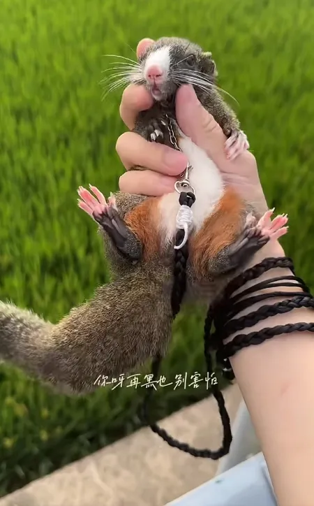 图片[32]-红腹松鼠17种变异色特征介绍-易客萌宠官网