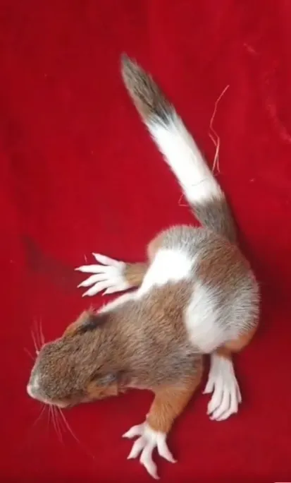 图片[40]-魔王松鼠20种颜色及天数叫法-易客萌宠官网