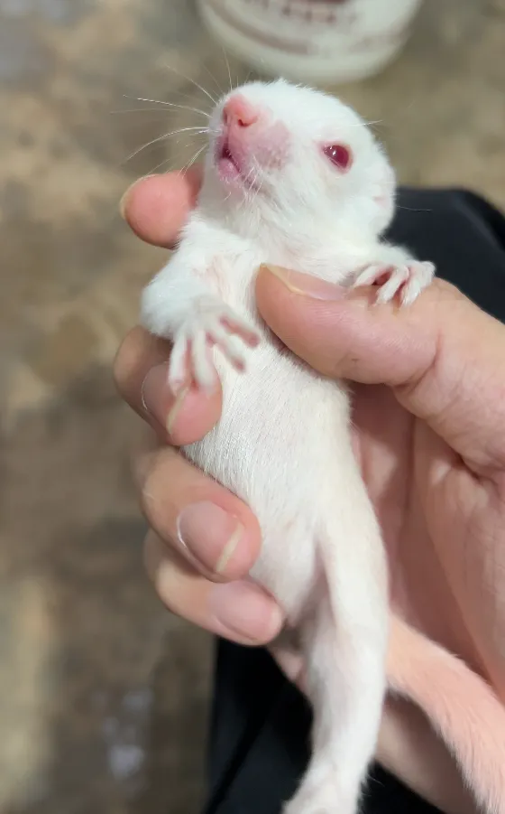 图片[75]-红腹松鼠17种变异色特征介绍-易客萌宠官网