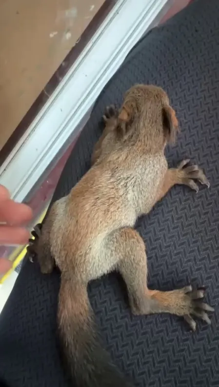 图片[6]-魔王松鼠20种颜色及天数叫法-易客萌宠官网