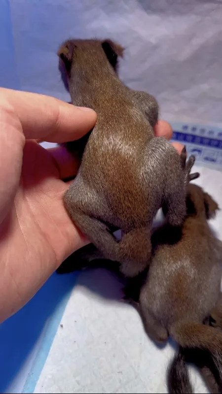 图片[10]-魔王松鼠20种颜色及天数叫法-易客萌宠官网