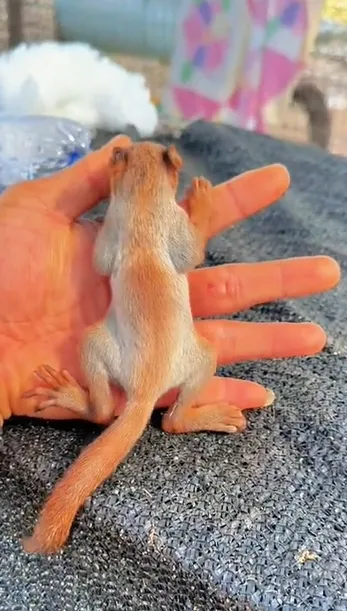 图片[28]-魔王松鼠20种颜色及天数叫法-易客萌宠官网