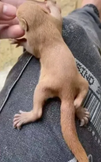 图片[18]-红腹松鼠17种变异色特征介绍-易客萌宠官网