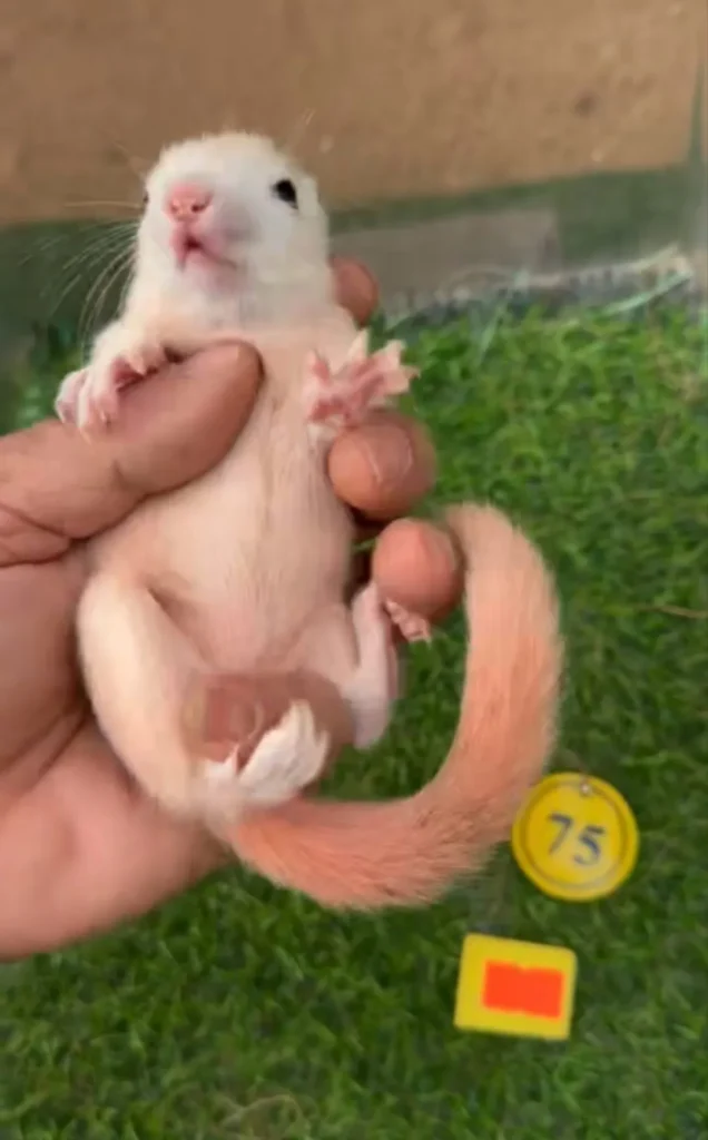 图片[52]-红腹松鼠17种变异色特征介绍-易客萌宠官网