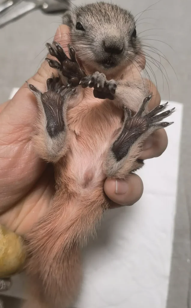 图片[24]-红腹松鼠17种变异色特征介绍-易客萌宠官网