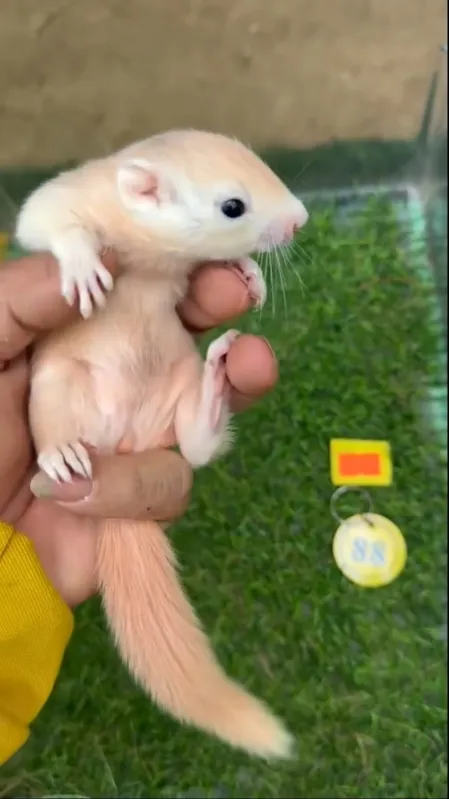 图片[49]-红腹松鼠17种变异色特征介绍-易客萌宠官网