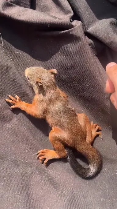 图片[20]-魔王松鼠20种颜色及天数叫法-易客萌宠官网