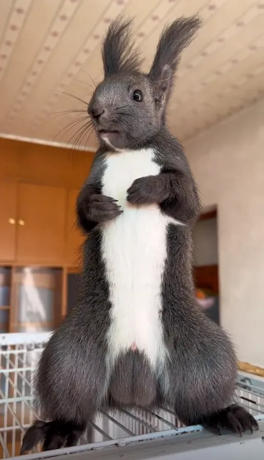 图片[17]-魔王松鼠20种颜色及天数叫法-易客萌宠官网