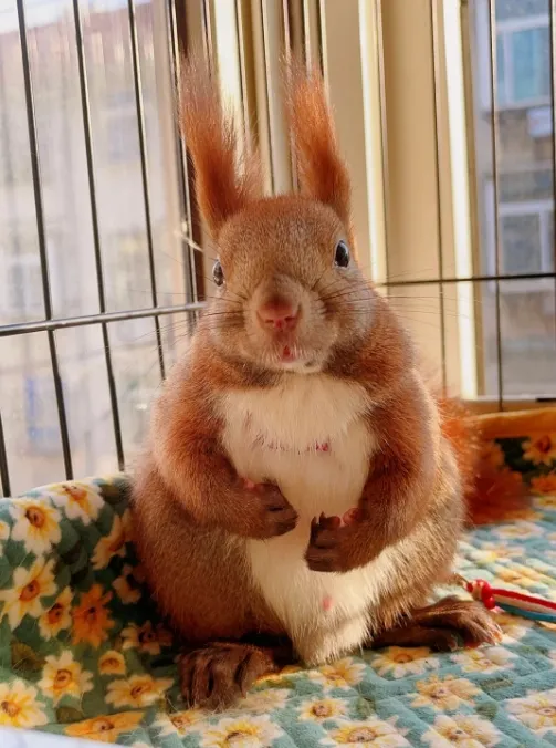 图片[25]-魔王松鼠20种颜色及天数叫法-易客萌宠官网