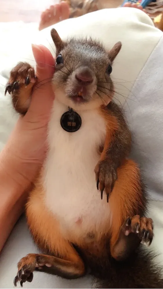 图片[21]-魔王松鼠20种颜色及天数叫法-易客萌宠官网