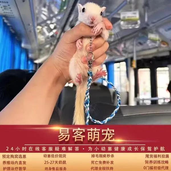 图片[5]-红腹松鼠26条购前声明「务必仔细阅读」-易客萌宠官网