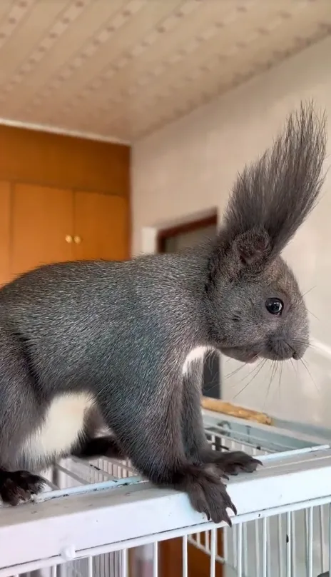 图片[18]-魔王松鼠20种颜色及天数叫法-易客萌宠官网