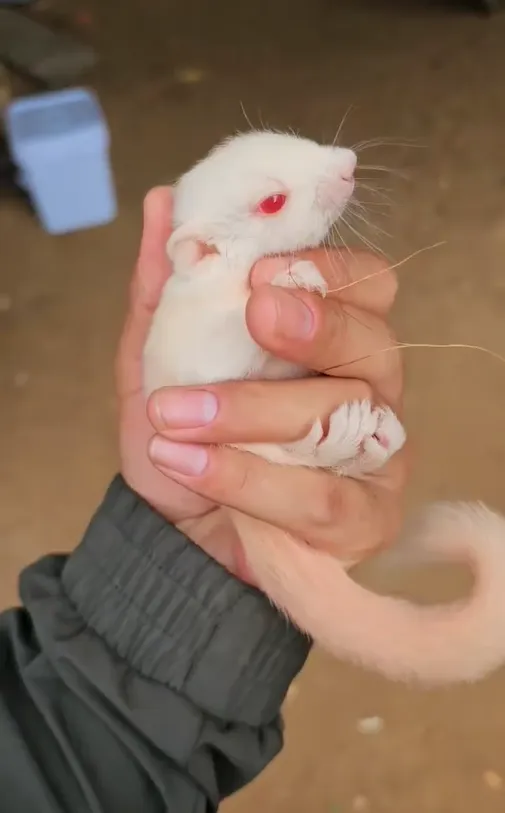 图片[71]-红腹松鼠17种变异色特征介绍-易客萌宠官网