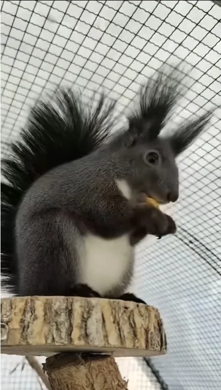 图片[4]-魔王松鼠20种颜色及天数叫法-易客萌宠官网