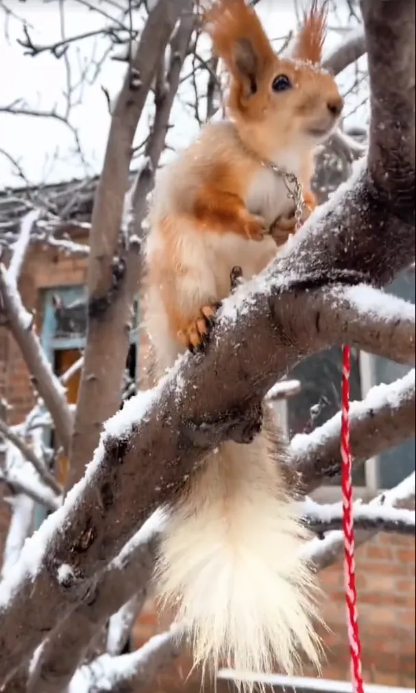 图片[12]-雪地松鼠3种颜色特征介绍-易客萌宠官网